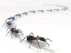 Remèdes écologiques pour se débarrasser des fourmis